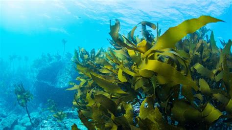 Ocean beadh magic seaweed